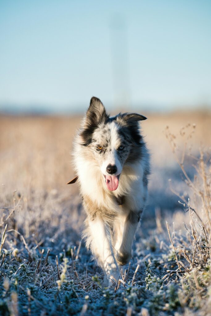 Winter Dog Training: Why Cold Months Are Perfect for Maximum Progress 2 Winter Dog Training: Why Cold Months Are Perfect for Maximum Progress