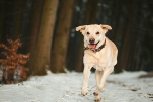 OLK9 Dog Training Blog 11 Winter Dog Training: Why Cold Months Are Perfect for Maximum Progress