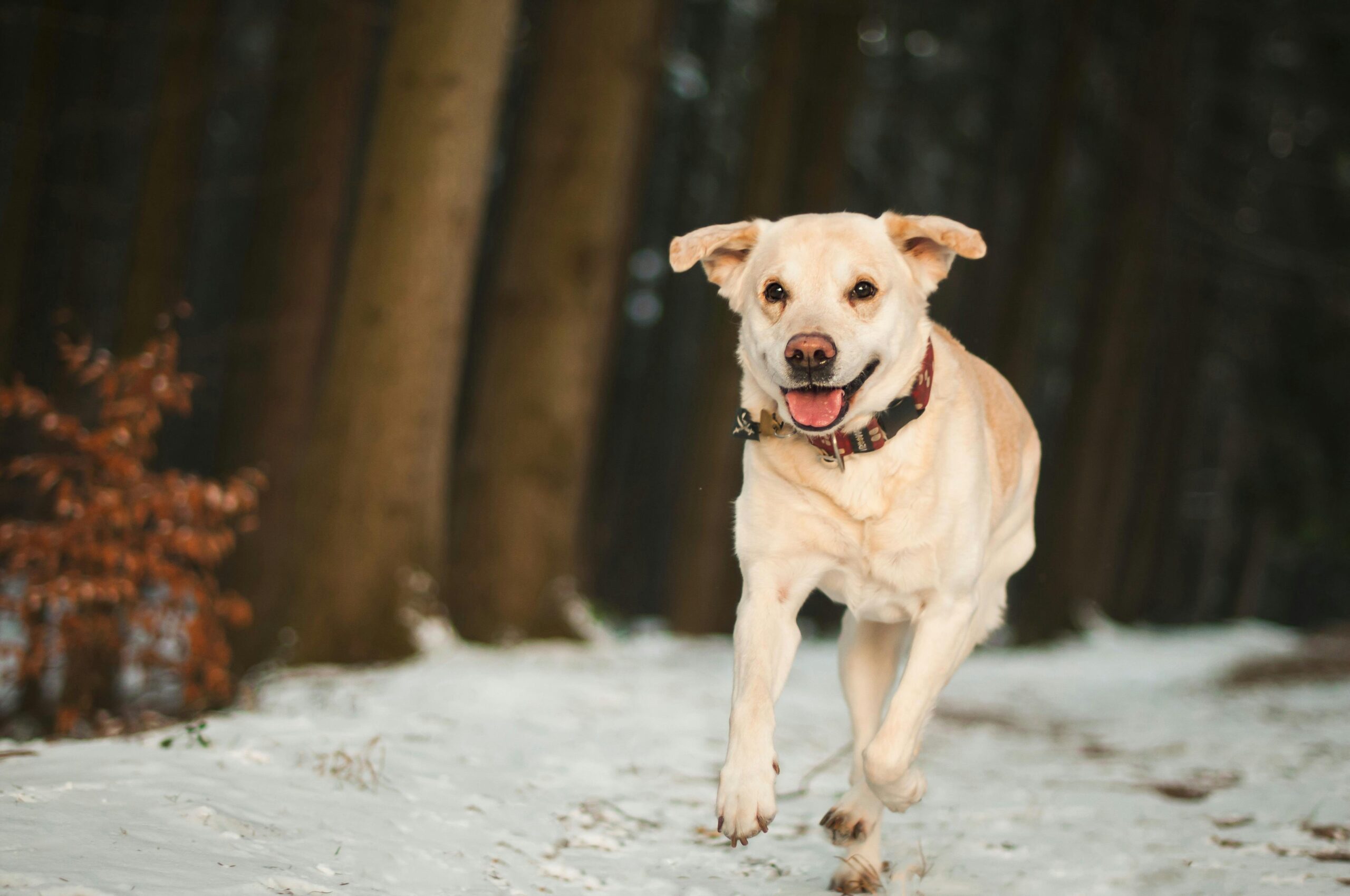 Winter Dog Training: Why Cold Months Are Perfect for Maximum Progress