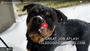 Atlas the 9-month-old Rottweiler practicing recall and focus during a 2-week Board and Train in Toledo, Ohio.