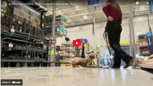Ozzy, a 6-month-old Goldendoodle in Toledo, OH, practicing focused obedience and reliable listening around distractions after a 2-week Board and Train with Taylor.