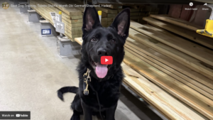 Hades, a 6-month-old German Shepherd puppy in Toledo, Ohio, practicing obedience during 2-week training
