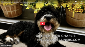 Charlie, a 6-month-old Bernedoodle, shows calmer play and improved impulse control after 2 weeks of training in Toledo, OH.