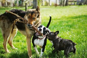How to Improve Your Dog’s Recall Around Distractions 1 Dog recall training with three dogs playing tug in grass