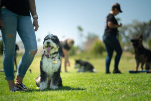 OLK9 Dog Training Blog 24 DSC09788