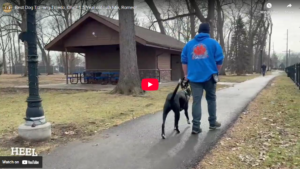 Romeo, a 1.5-year-old mixed-breed dog in Toledo, OH, improved leash walking control through training with Dylan Beck.
