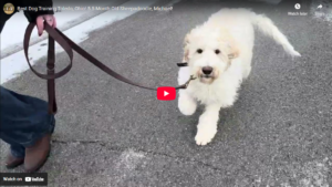 Michael, a 5.5-month-old Sheepadoodle in Toledo, OH, improved puppy manners, leash skills, and obedience foundation through training with Taylor.