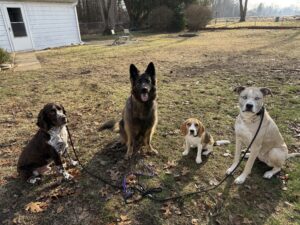 Dog-Friendly Hotels Toledo, Ohio: Where To Stay With Your Pup 1 Four dogs sitting on leashes in a backyard, including a German Shepherd, Beagle puppy, Pit Bull mix, and Spaniel posing together outdoors.