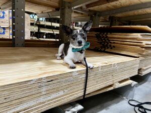 How to Teach Place Command at Home 2 Dog practices how to teach place command at home on wood shelf
