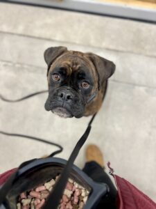 Why Dogs Counter Surf and How to Stop It 1 Off leash K9 Toledo training for attentive boxer dog