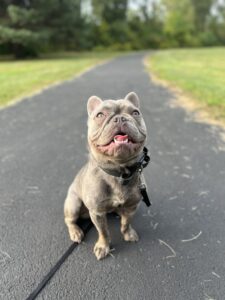 How to Stop Your Dog From Jumping Up on Guests 1 Off leash K9 Toledo training for gray puppy on path