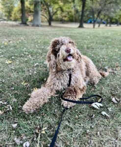 How to Stop Your Dog From Jumping Up on Guests 2 Off leash K9 Toledo puppy training in park grass