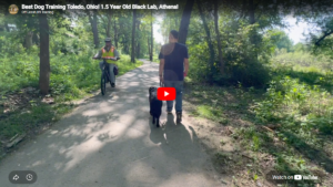 Athena improved confidence, calmness, obedience, and focus in Toledo, OH.