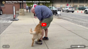 Ozzy the Golden Retriever improved manners, leash control, focus, and off-leash reliability with clear structure and consistent dog training in Toledo, OH.