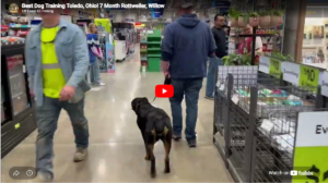 Willow improved leash control, confidence, obedience, and focus in Toledo, OH.