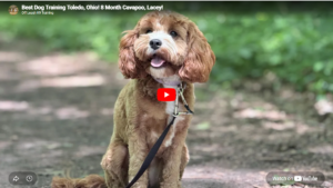 Lacy Cavapoo practicing recall, place command, guest manners, and obedience during training with Dylan Beck in Toledo, OH.