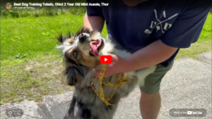 Thor, an Aussie working on kid manners, resource guarding, counter surfing, and people reactivity during training with Dylan in Toledo, OH.