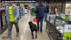 Willow Rottweiler working on leash manners, obedience, owner control, and confidence during training with Dylan Beck in Toledo, OH.