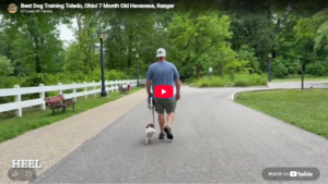 Ranger practicing obedience around distractions in Toledo, OH