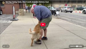 Ozzy practicing leash manners and obedience in Toledo, OH