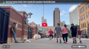Duke the Labradoodle practicing obedience in Toledo, OH