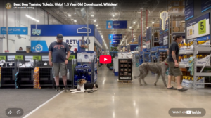 Whiskey the hound practicing calm obedience in Toledo, OH