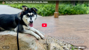 Juno the Husky mix practicing recall in Toledo, OH