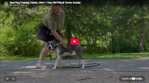Scarlet practicing leash manners and focus in Toledo, OH