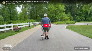 Ranger the Havanese practicing recall and obedience in Toledo, OH