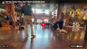 Baxter the Labradoodle practicing obedience in Toledo