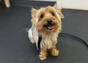 How to Potty Train a Yorkie Puppy: A Simple Daily Routine for House Training Your Yorkie 2 Yorkie puppy sitting indoors during potty training lessons