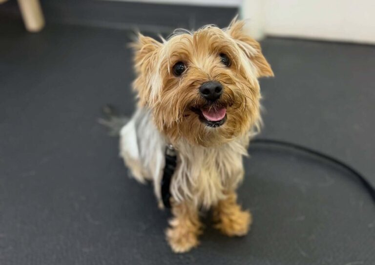Home 45 Yorkie puppy sitting indoors during potty training lessons