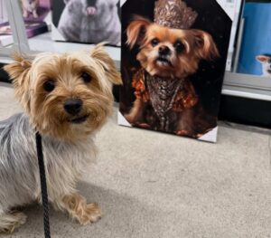 Yorkie puppy on a leash during socialization and potty training