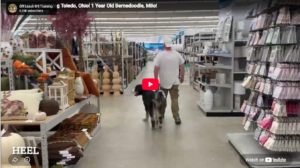 Milo the Bernedoodle practicing leash manners in Toledo, OH
