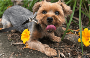 How to Potty Train a Yorkie Puppy: A Simple Daily Routine for House Training Your Yorkie 3 Yorkie puppy on leash outdoors for potty training practice