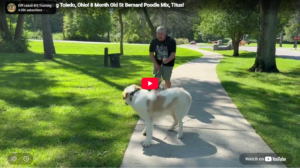 Titus practicing obedience and better manners in Toledo, OH