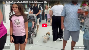 Bella Rose the Havanese practicing obedience in Toledo, OH