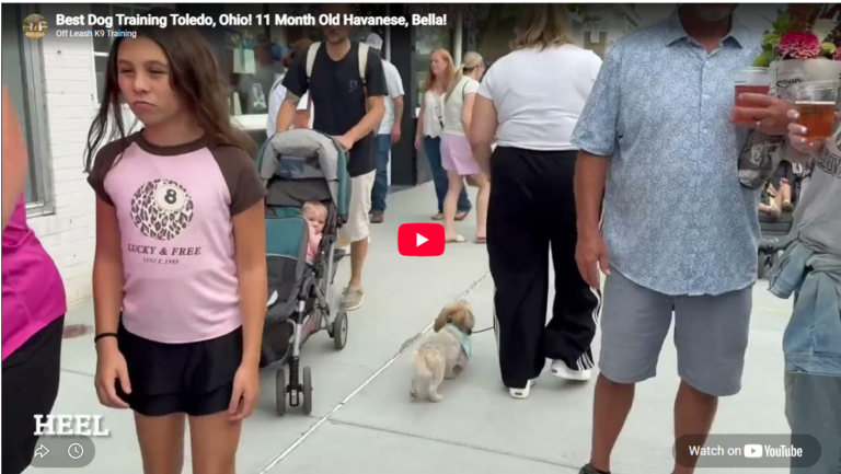 Home 41 Bella Rose the Havanese practicing obedience in Toledo, OH