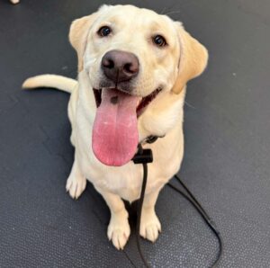 How to Teach Recall: Getting Your Dog to Come When Called 3 Happy Labrador sitting during dog recall training indoors