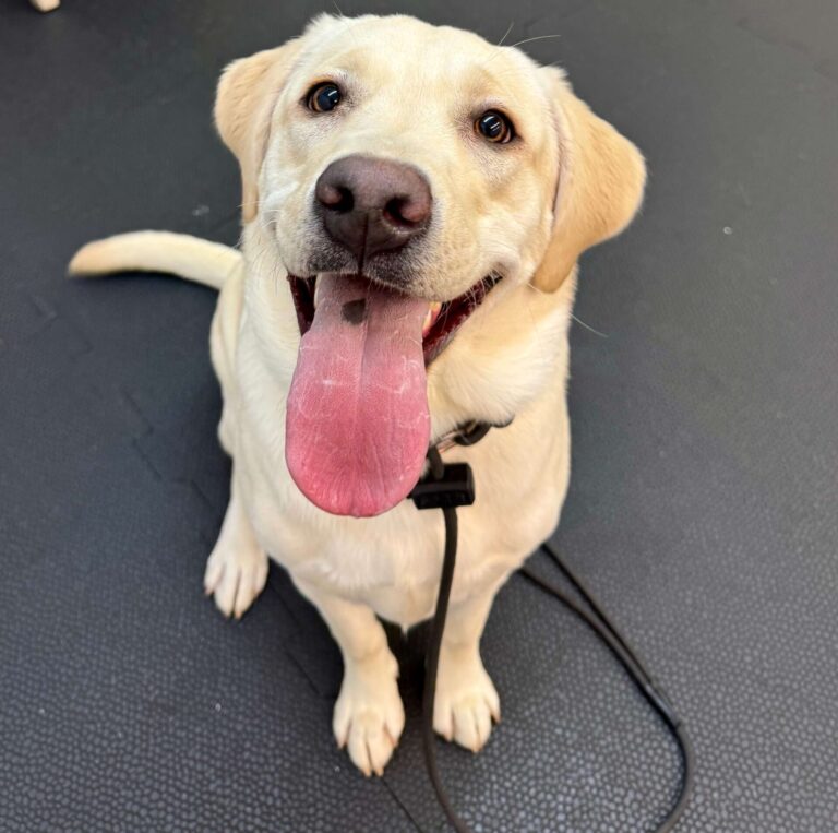 Home 44 Happy Labrador sitting during dog recall training indoors