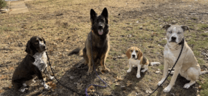How to Teach Recall: Getting Your Dog to Come When Called 2 Four dogs sitting outdoors practicing recall training