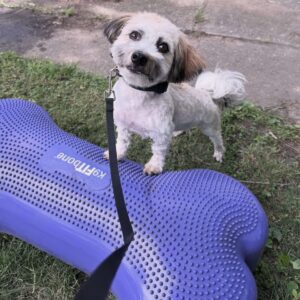 Small dog practicing recall training on leash outdoors